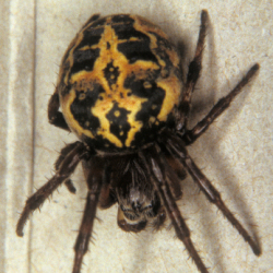 Larinioides cornutus 