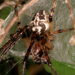 Larinioides cornutus M
