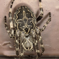 Larinioides sclopetarius