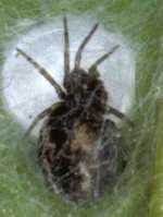 Lathys humilis