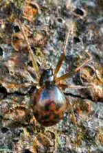 Lepthyphantes tenuis