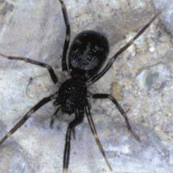 Liophrurillus flavitarsis