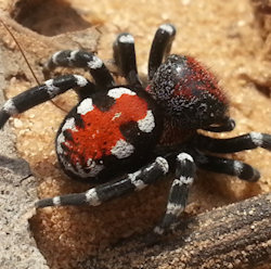Loureedia annulipes