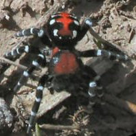 Loureedia annulipes