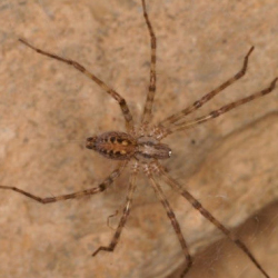 Malthonica ferruginea