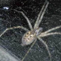 Malthonica silvestris 