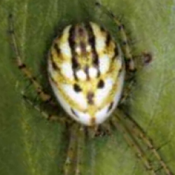 Mangora acalypha 
