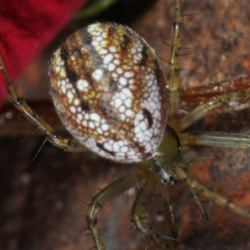 Mangora acalypha 