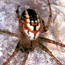 Mangora acalypha 