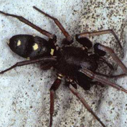 Micaria coarctata?