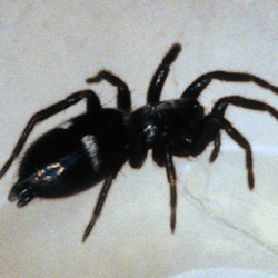 Micaria pulicaria