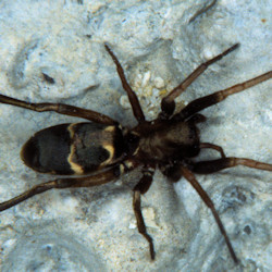 Micaria romana