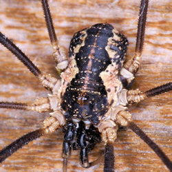 Mitopus morio