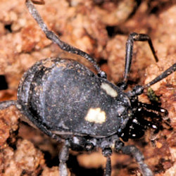 Nemastoma lugubre