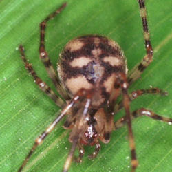 Nesticus cellulanus
