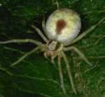 Nigma puella