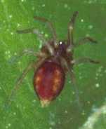 Nigma puella
