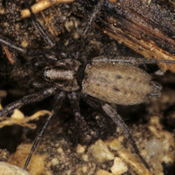 Nomisia aussereri