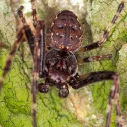 Nuctenea umbratica
