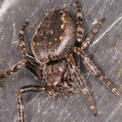 Nuctenea umbratica