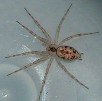 Oecobius navus