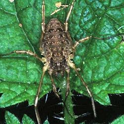 Oligolophus tridens 