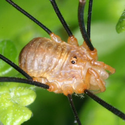 Opilio canestrinii