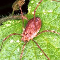 Opilio canestrinii