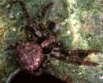 <i>Ozyptila praticola</i>