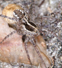 Pardosa monticola