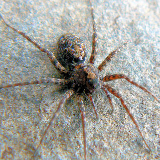 Pardosa trailli