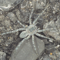 Pardosa wagleri