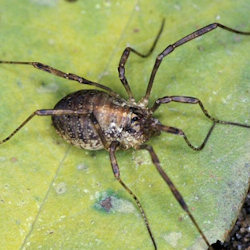 Paroligolophus agrestis