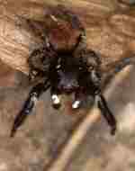 Pellenes seriatus