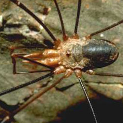 Phalangium opilio