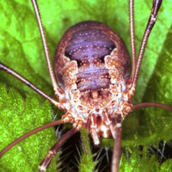 Phalangium opilio