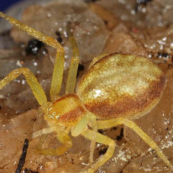 Philodromus albidus