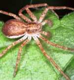 Philodromus albidus male
