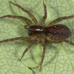 Pirata hygrophilus