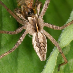 Pisaura mirabilis