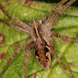 Pisaura mirabilis
