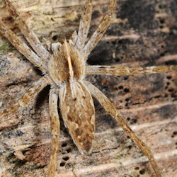 Pisaura mirabilis