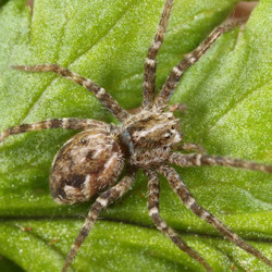 Pisaura mirabilis