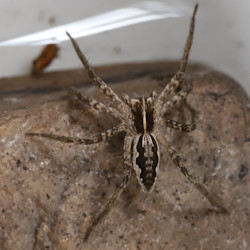 Pisaura mirabilis