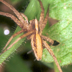 Pisaura mirabilis