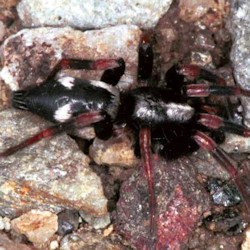 Poecilochroa conspicua 