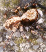 Pseudophrys lanigera