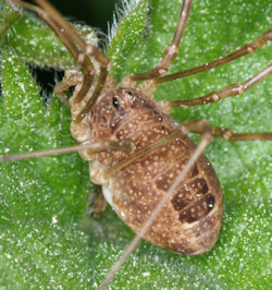 Rilaena triangularis