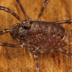 Rilaena triangularis