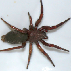 Scotophaeus blackwalli